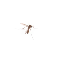 Mosquito isolated on white background