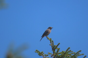 Black redstart sitting on top of a pine tree