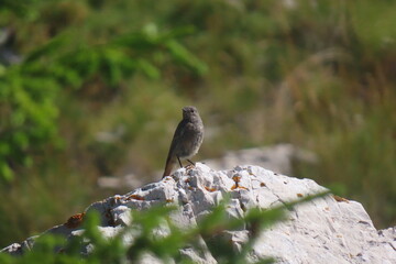 Black redstart sitting on a rock