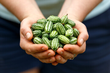Naklejka na ściany i meble cucamelon, Melothria scabra or mousemelon, mexican fruit freshly harvested in farmer's hand in summer kitchen garden