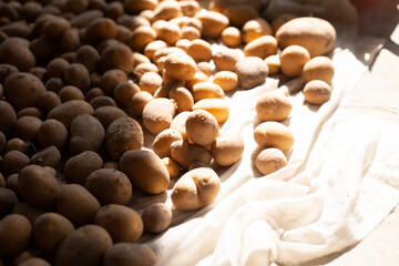 Pile of organic potatoes on the ground with natural sunlight on white background. Harvesting potatoes at summer