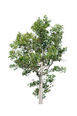 Obraz premium a big tree beautiful green leaves and branch isolated on white background cut out with clipping path.