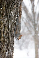 Upside-down Squirrel 