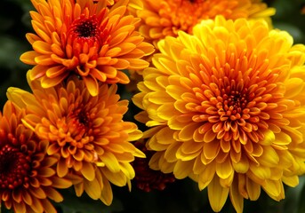 Blossom chrysanthemums red-orange-yellow texture for calendar