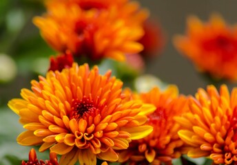 Blossom chrysanthemums red-orange-yellow texture for calendar