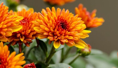 Blossom chrysanthemums red-orange-yellow texture for calendar