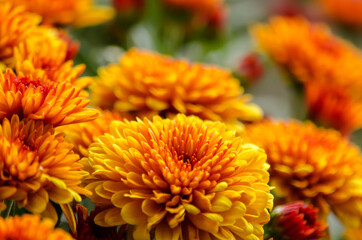 Blossom chrysanthemums red-orange-yellow texture for calendar