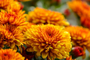 Blossom chrysanthemums red-orange-yellow texture for calendar