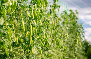 Peas grown in natural conditions.