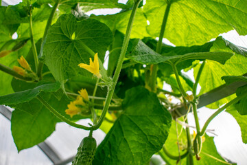 Green cucumbers against the blue sky.