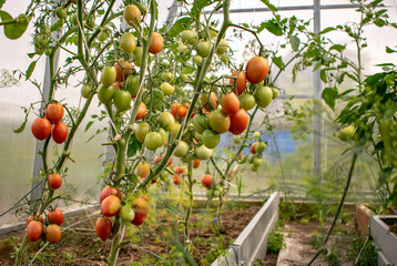 Tomatoes on the branches in natural conditions.