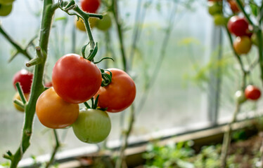 Tomatoes on the branches in natural conditions.