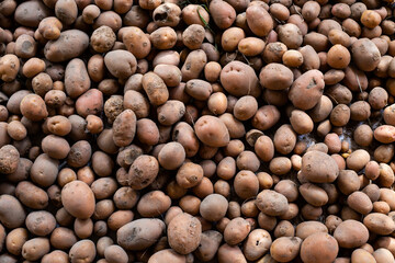 Pile of organic potatoes on the ground with natural sunlight on white background. Harvesting potatoes at summer