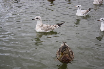 seagull fly over the city pond