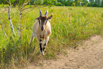 Naklejka premium Striped kid in a field near a birch tree