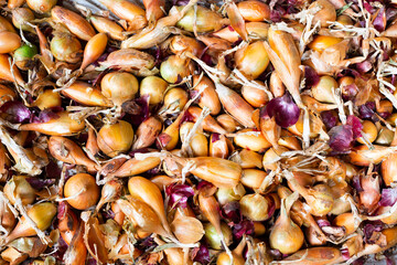Different kind of onions from the garden. Pile of onions on the ground.