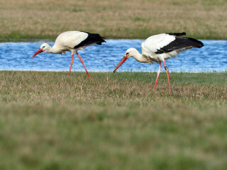 Weissstorch, Ciconia ciconia