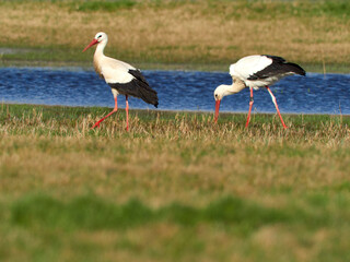 Weissstorch, Ciconia ciconia