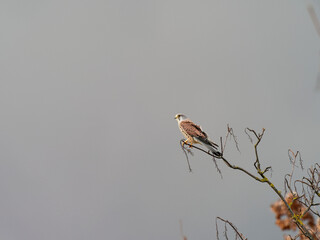 Turmfalke, Falco tinnunculus