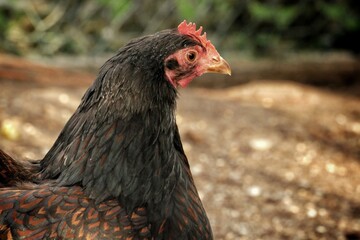 free range chicken