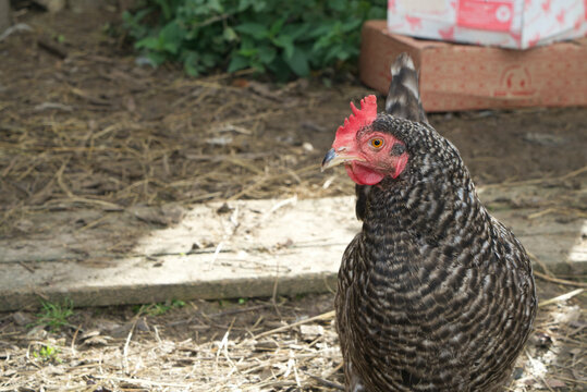 Portrait of a chicken. Spotted and brown chicken