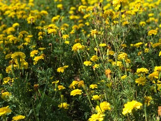 yellow dandelions on green grass