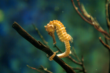 Yellow seahorses that swim around the coral, (Hippocampus Taeniopterus)