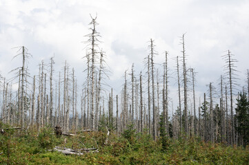 Forest and wood is damaged, destroyed and devastated by bark beetle. Withered ill plants and trees are dried up.  Cloudy summer and summertime. 