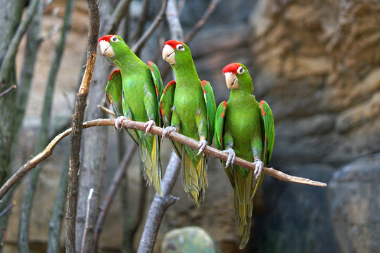 Finsch's parakeet (Psittacara finschi), three cute green birds with red heads standing on branch