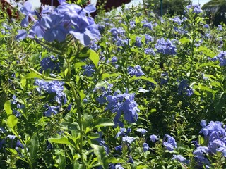forget me not flowers