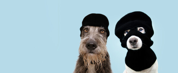 Banner funny two pets dog robbers wearing balaclava ski mask. Isolated blue background. Carnival or halloween concept.