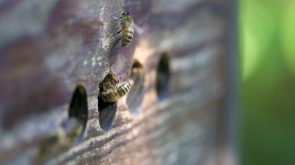 Honey bees, leaving the hive and returning, close up