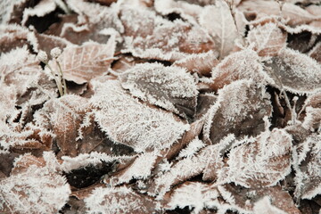 close up of frosted leaves