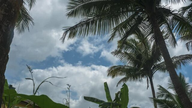 moving cloudes timelaps coconut tree sunny day