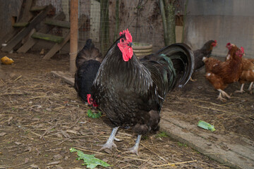 Portrait of the black orpington chicken hen on the grass