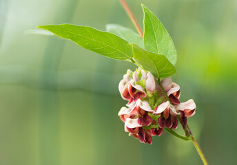 American groundnut flower (Apios americana) 
