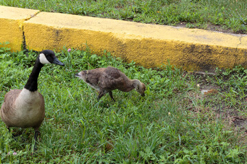 a canadian gosling or baby goose forages for food next to a curb in a new york city park as it’s mother looks warily at the photographer, a vignette of urban wildlife