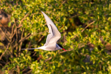 A common tern in flight