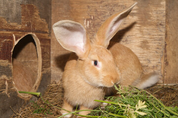 Brown farm rabbit eat greens. Domesticated rabbit in his house