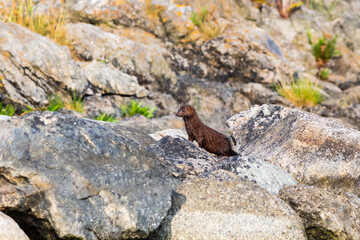Mink on a rock by the shore in the Baltic Sea