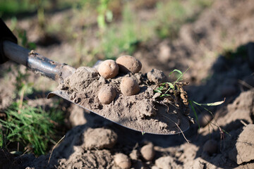 Harvesting potatoes in the village. Digging potatoes from the ground with spade at summer.