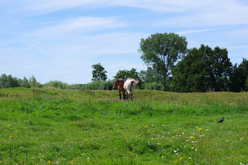 Deux chevaux dans un pré