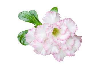 White and pink desert rose, mock azalea, pinkbignonia or impala lily flowers bloom isolated on white background included clipping path.