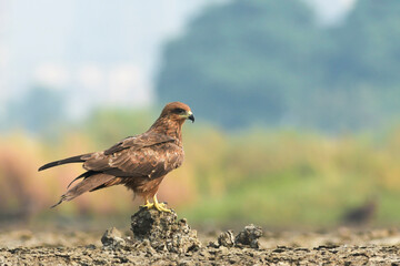 black kite sitting on the surface of rock