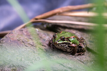 Green  Pool Frog Rana Lessonae resting on a stone on the shore between leaves