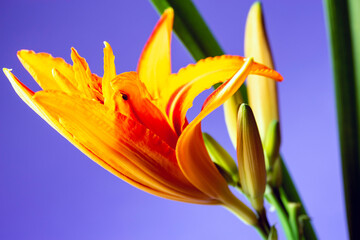Obraz premium Lily flower, orange color, close-up on a purple background.
