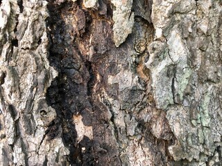bark of a tree