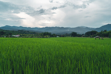 Views of rice fields, rice fields and mountains
