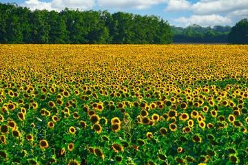Fototapeta premium sunflower - bright field with yellow flowers, beautiful summer landscape