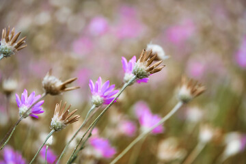 beautiful summer landscape with pink wild flowers